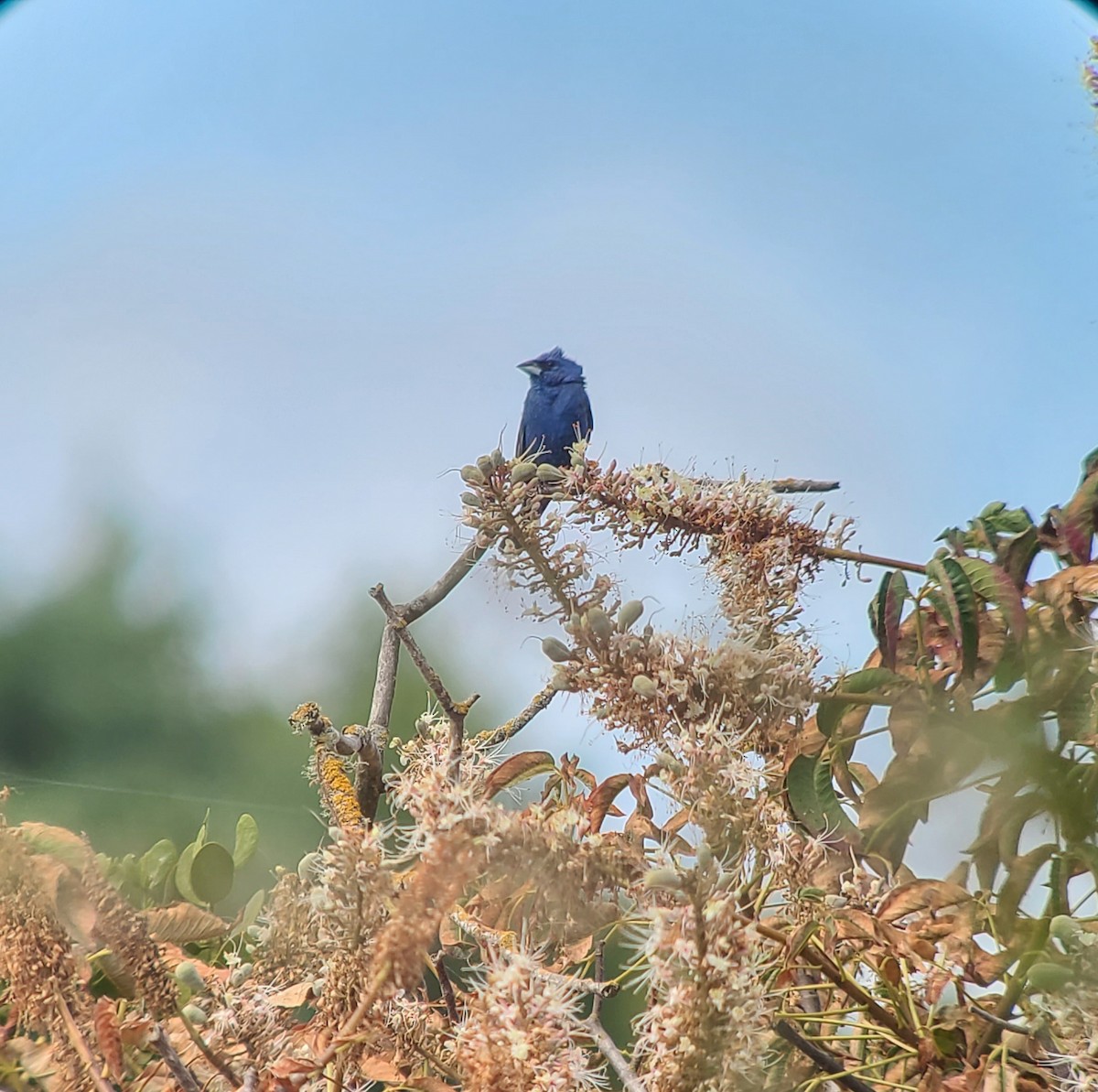 Blue Grosbeak - ML621458809