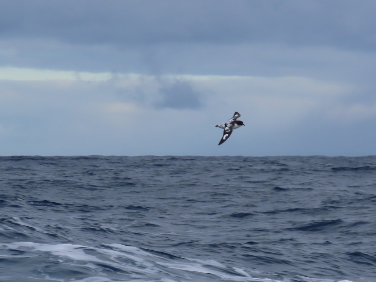 Pintado Petrel (Antarctic) - Ursula  Mitra