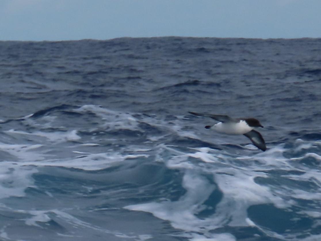 Pintado Petrel (Antarctic) - Ursula  Mitra