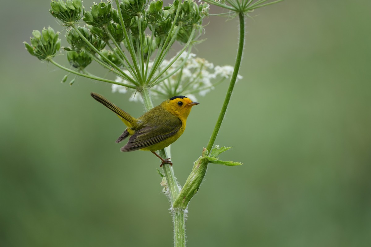 Wilson's Warbler - ML621458865