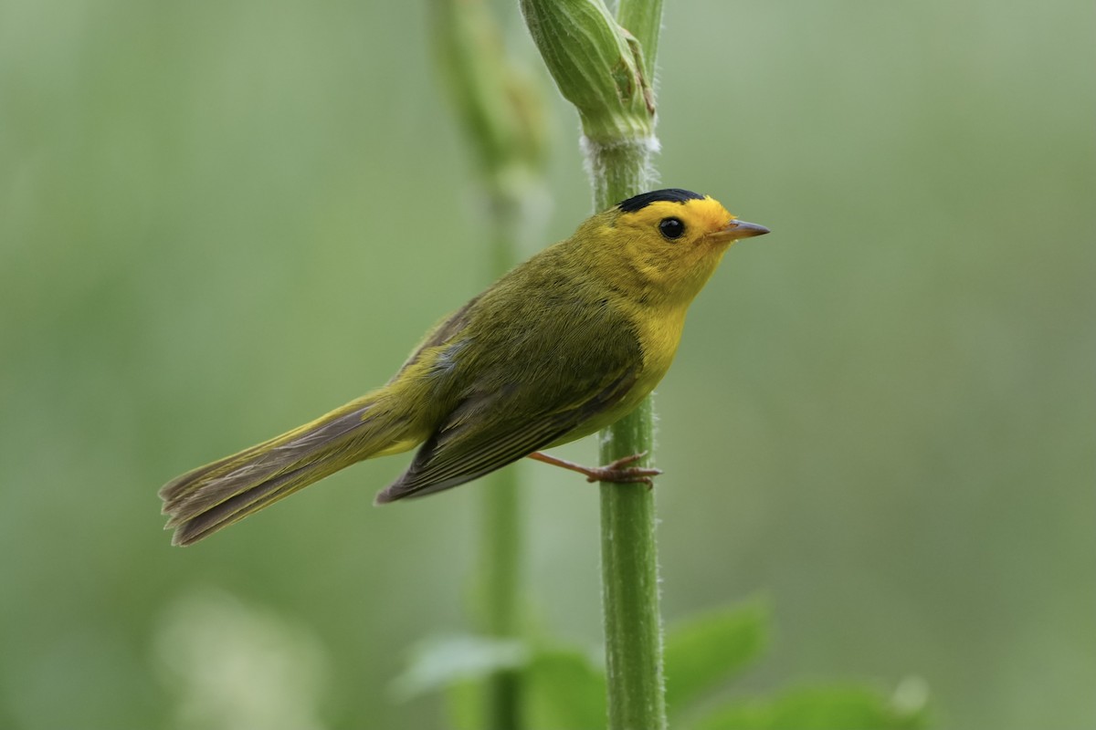 Wilson's Warbler - ML621458866