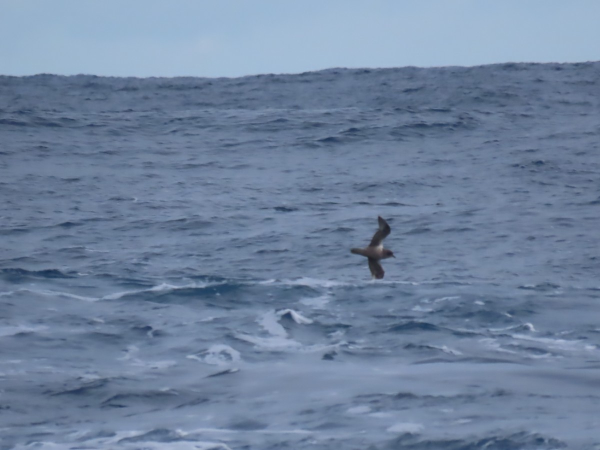 Kerguelen Petrel - ML621458893