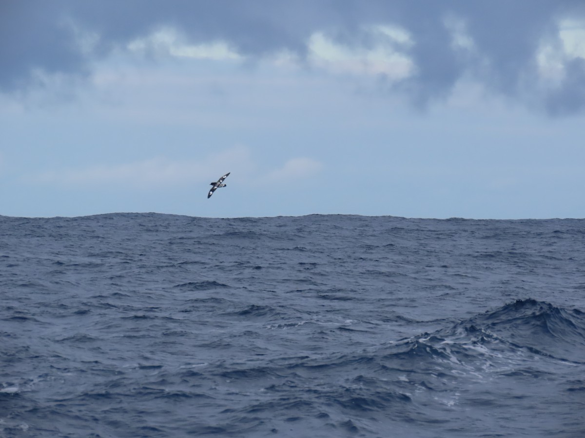 Pintado Petrel (Antarctic) - Ursula  Mitra