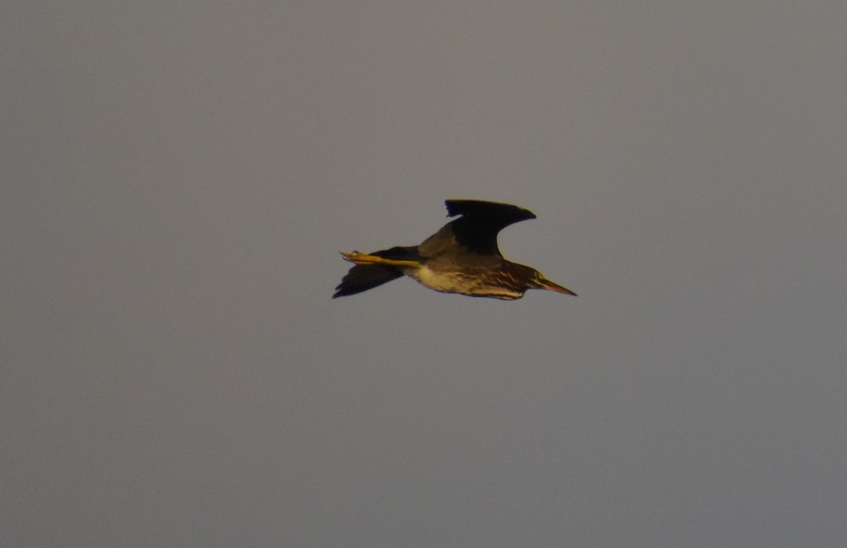 Green Heron - ML621458971