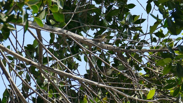 Swinhoe's White-eye - ML621458977