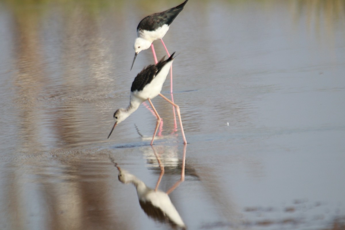 Black-winged Stilt - ML621459064