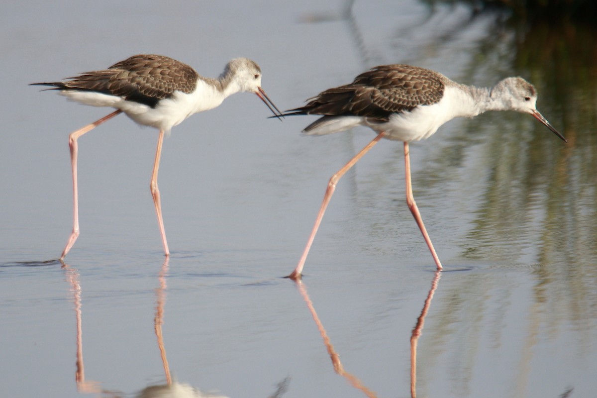 Black-winged Stilt - ML621459067