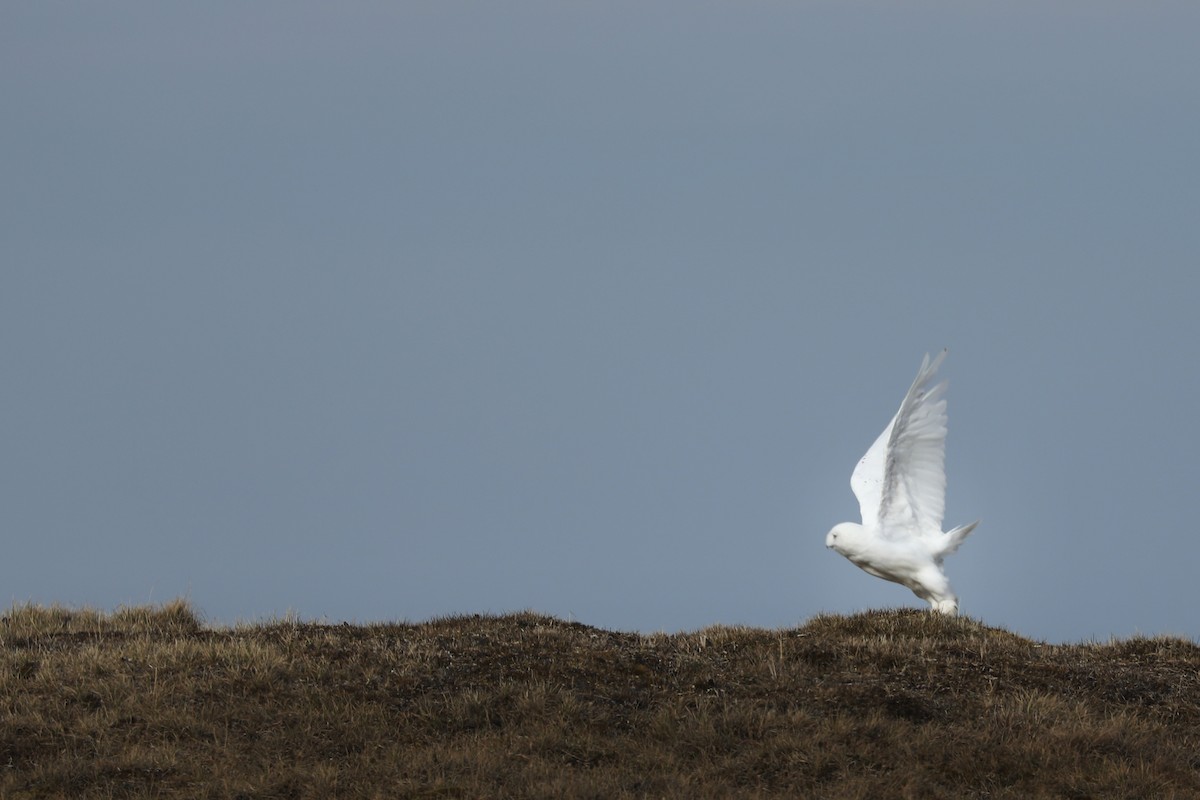 Snowy Owl - ML621459184