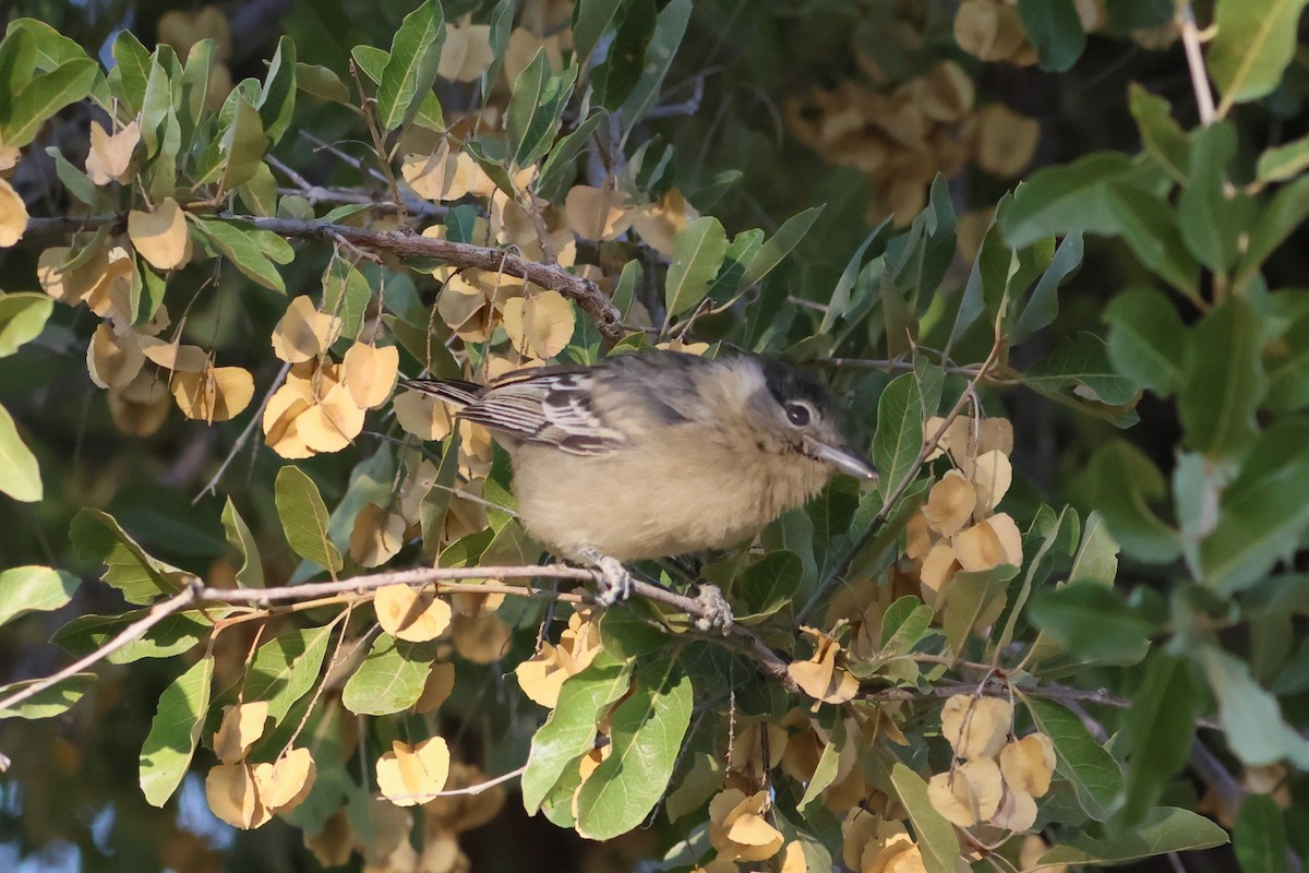 Black-backed Puffback - ML621459256