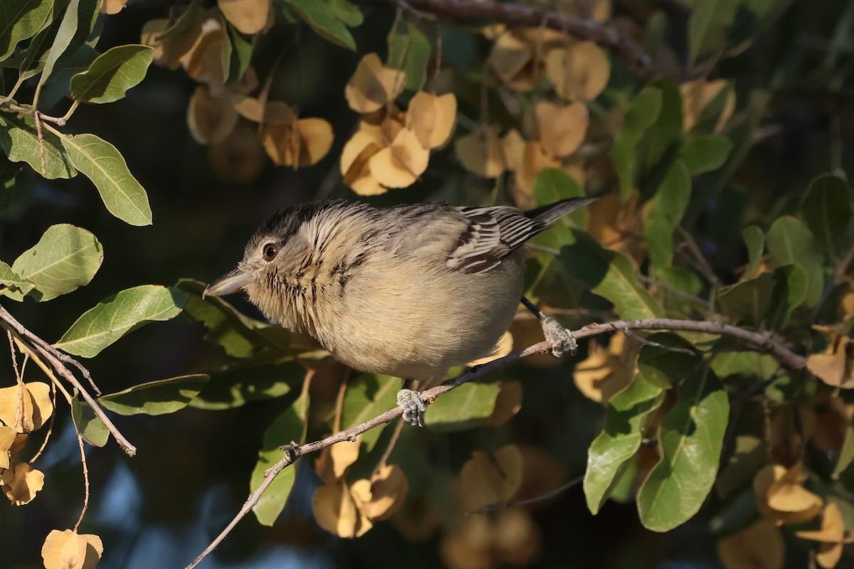 Black-backed Puffback - ML621459257