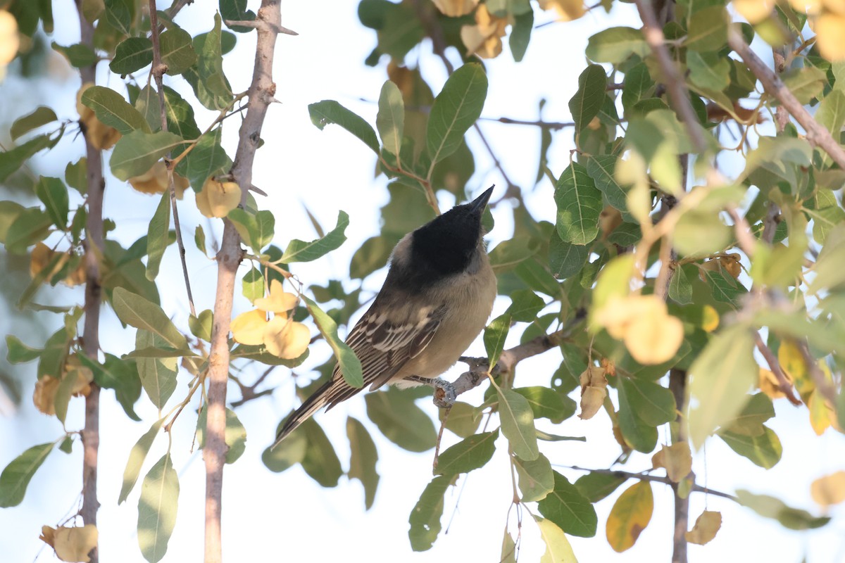 Black-backed Puffback - ML621459258