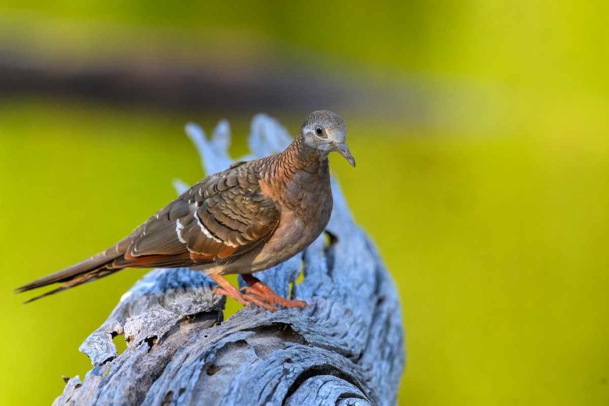 Bar-shouldered Dove - ML621459266