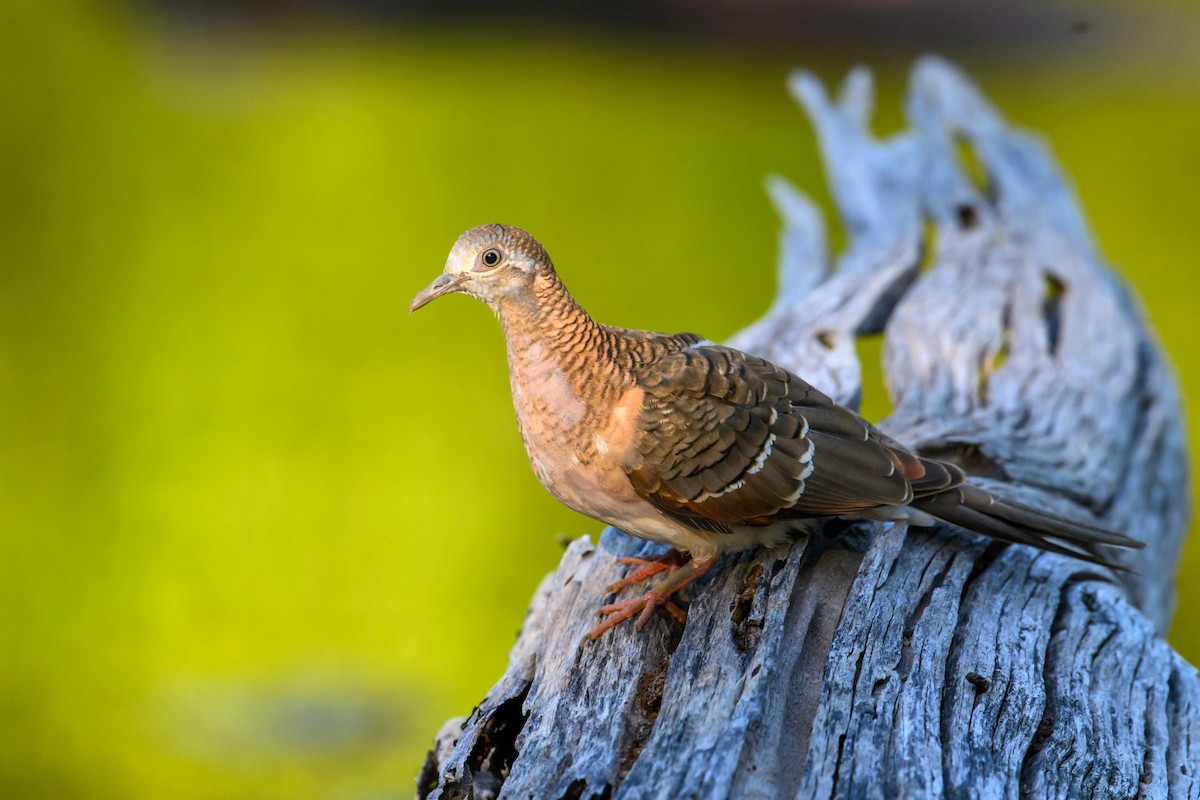 Bar-shouldered Dove - ML621459267