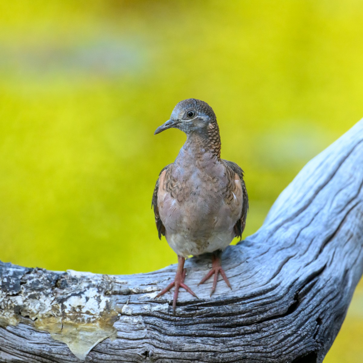 Bar-shouldered Dove - ML621459269