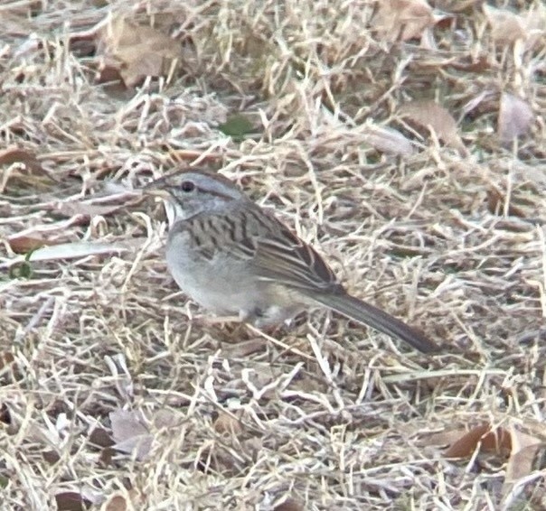 Bruant à épaulettes - ML621459282
