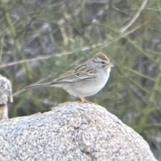 Rufous-winged Sparrow - Tristan McKnight