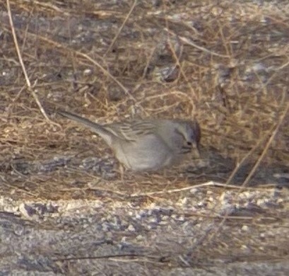 Rufous-winged Sparrow - ML621459304