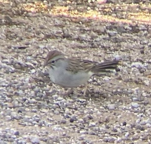 Bruant à épaulettes - ML621459320