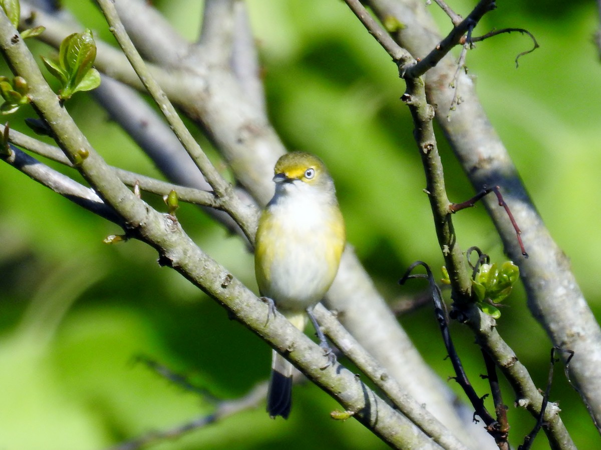 Viréo aux yeux blancs - ML621459345
