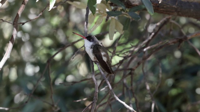 Violet-crowned Hummingbird - ML621459354