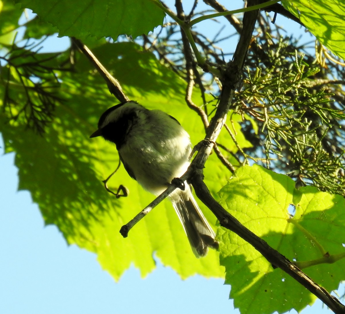 Mésange de Caroline - ML621459355
