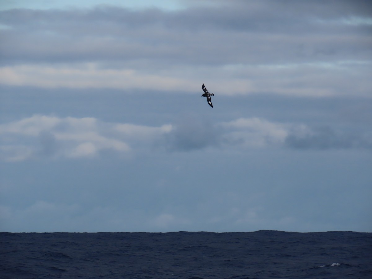 Pintado Petrel (Antarctic) - Ursula  Mitra