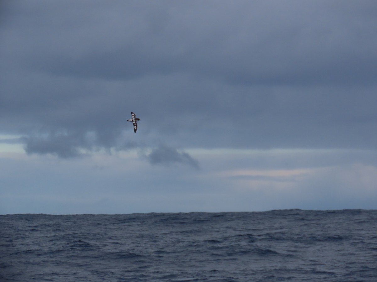 Pintado Petrel (Antarctic) - Ursula  Mitra