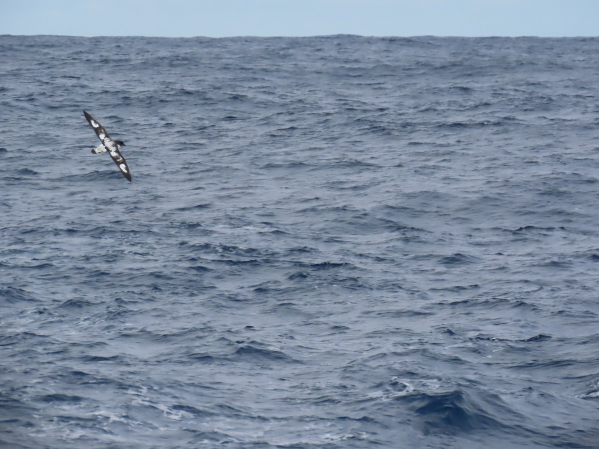 Pintado Petrel (Antarctic) - Ursula  Mitra