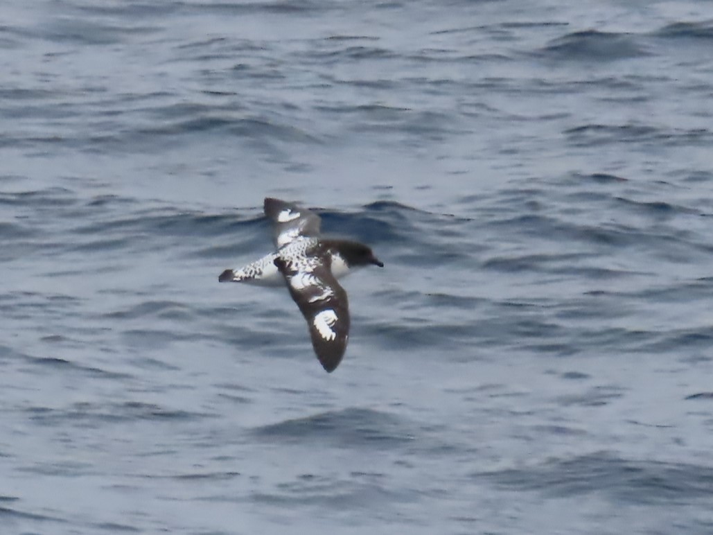 Pintado Petrel (Antarctic) - Ursula  Mitra