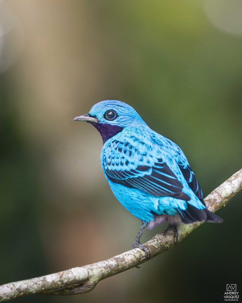 Cotinga turquoise - ML621459536