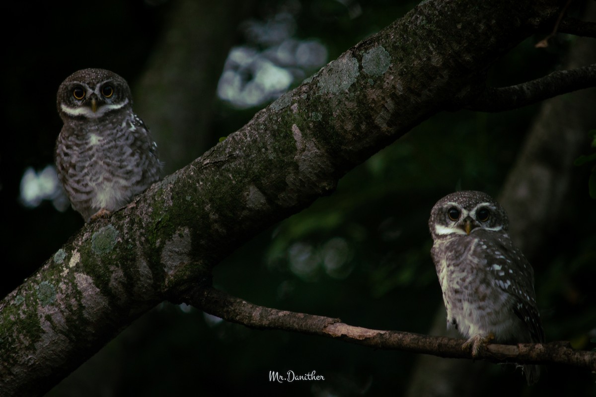 Spotted Owlet - ML621459542