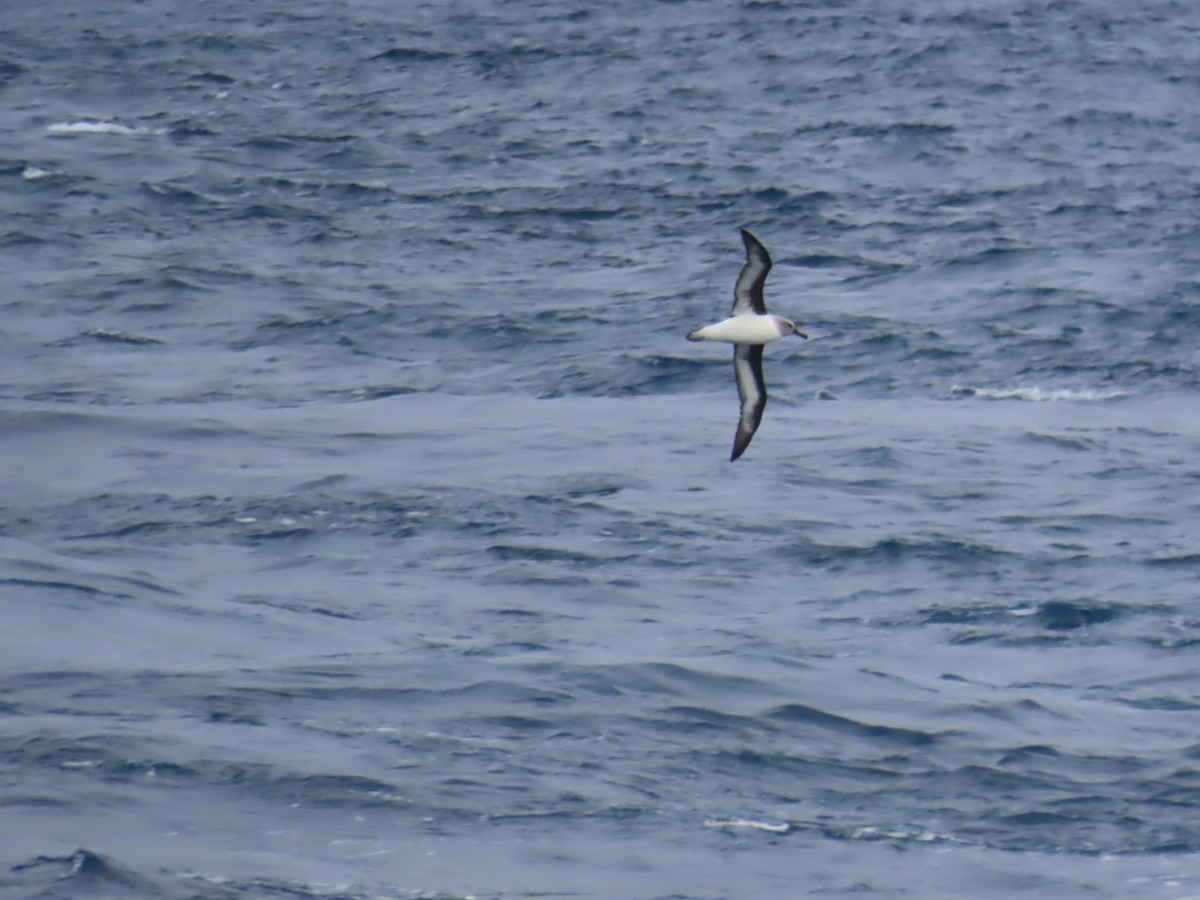 Gray-headed Albatross - Ursula  Mitra