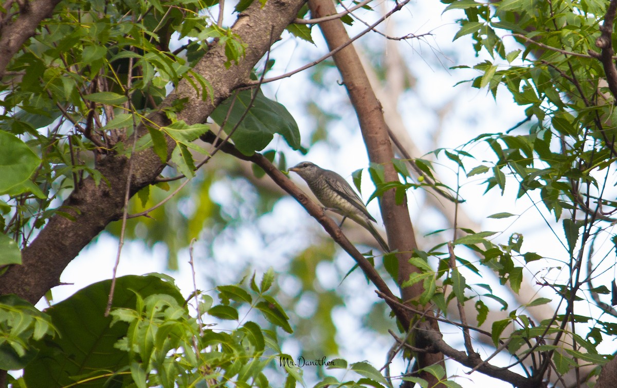 Black-headed Cuckooshrike - ML621459587