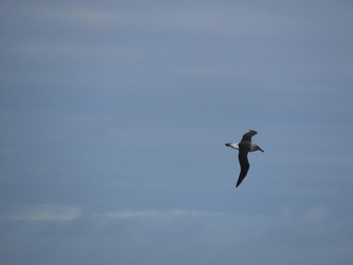 Gray-headed Albatross - Ursula  Mitra