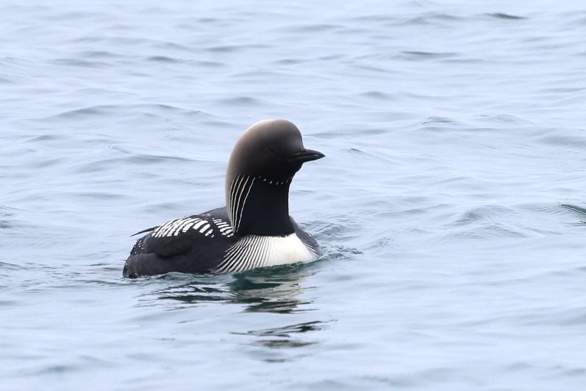 Pacific Loon - ML621459625