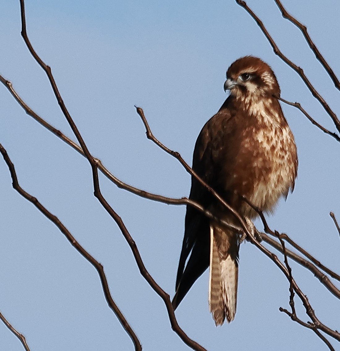 Brown Falcon - Michael Rutkowski