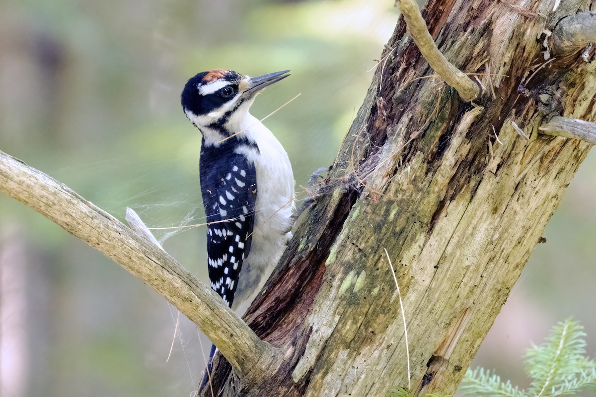 Hairy Woodpecker - Al Caughey