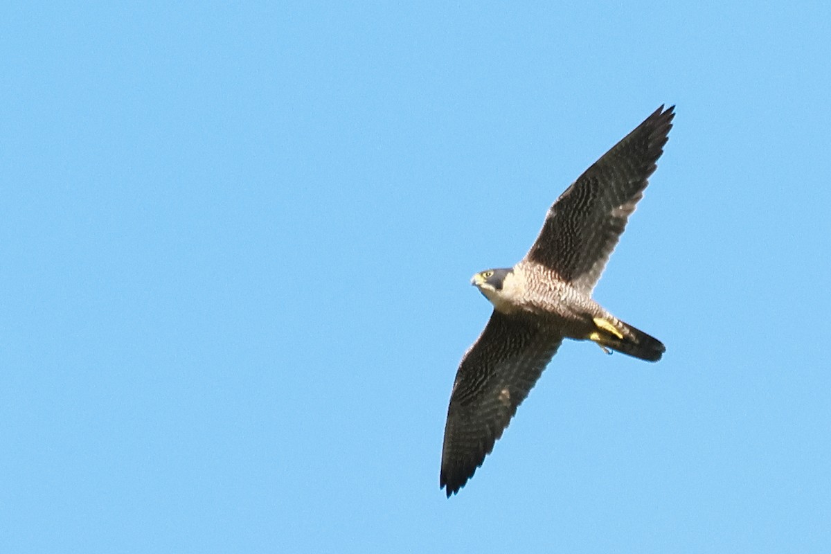 Peregrine Falcon - ML621459731