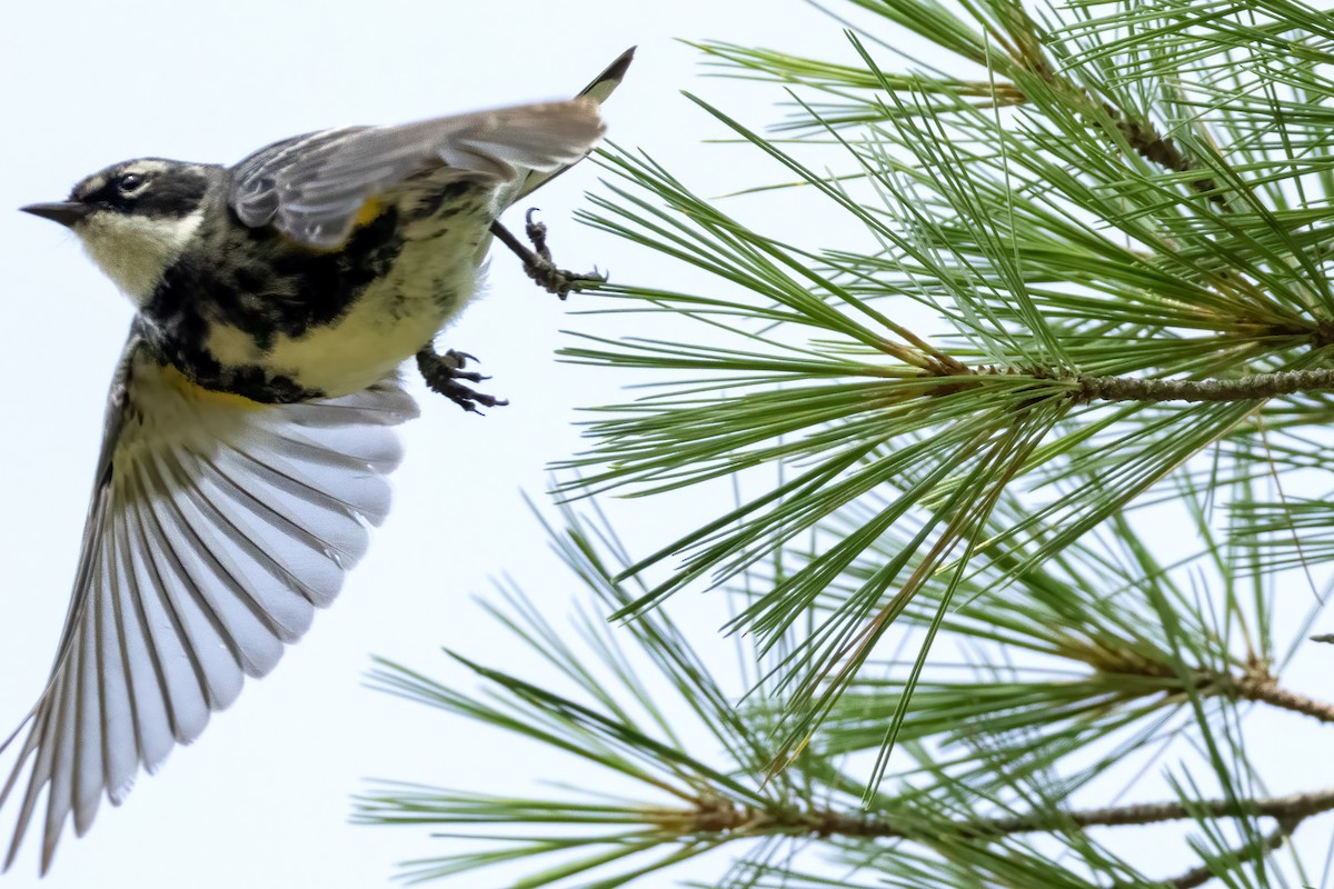 Yellow-rumped Warbler - ML621459735