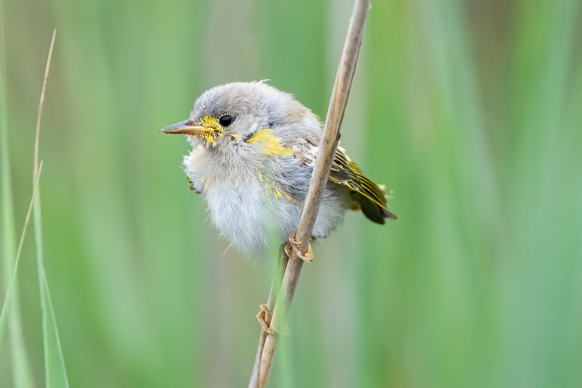 Yellow Warbler - ML621459817
