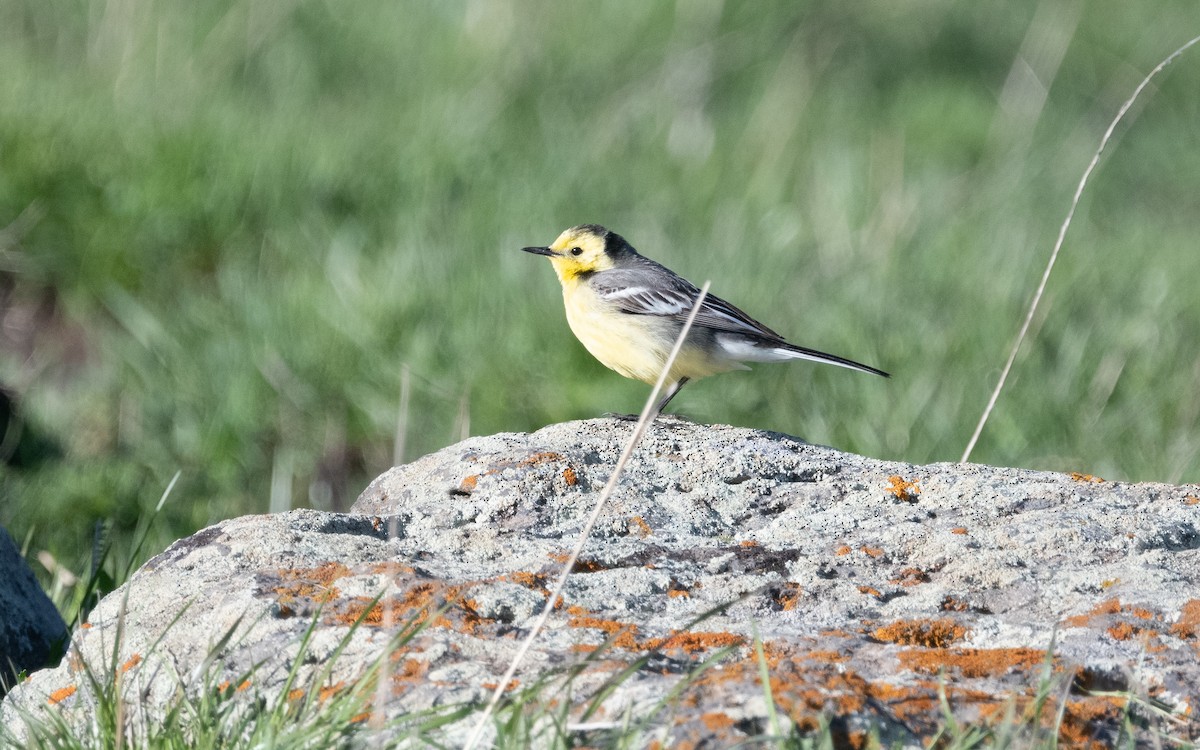 Citrine Wagtail - ML621459879
