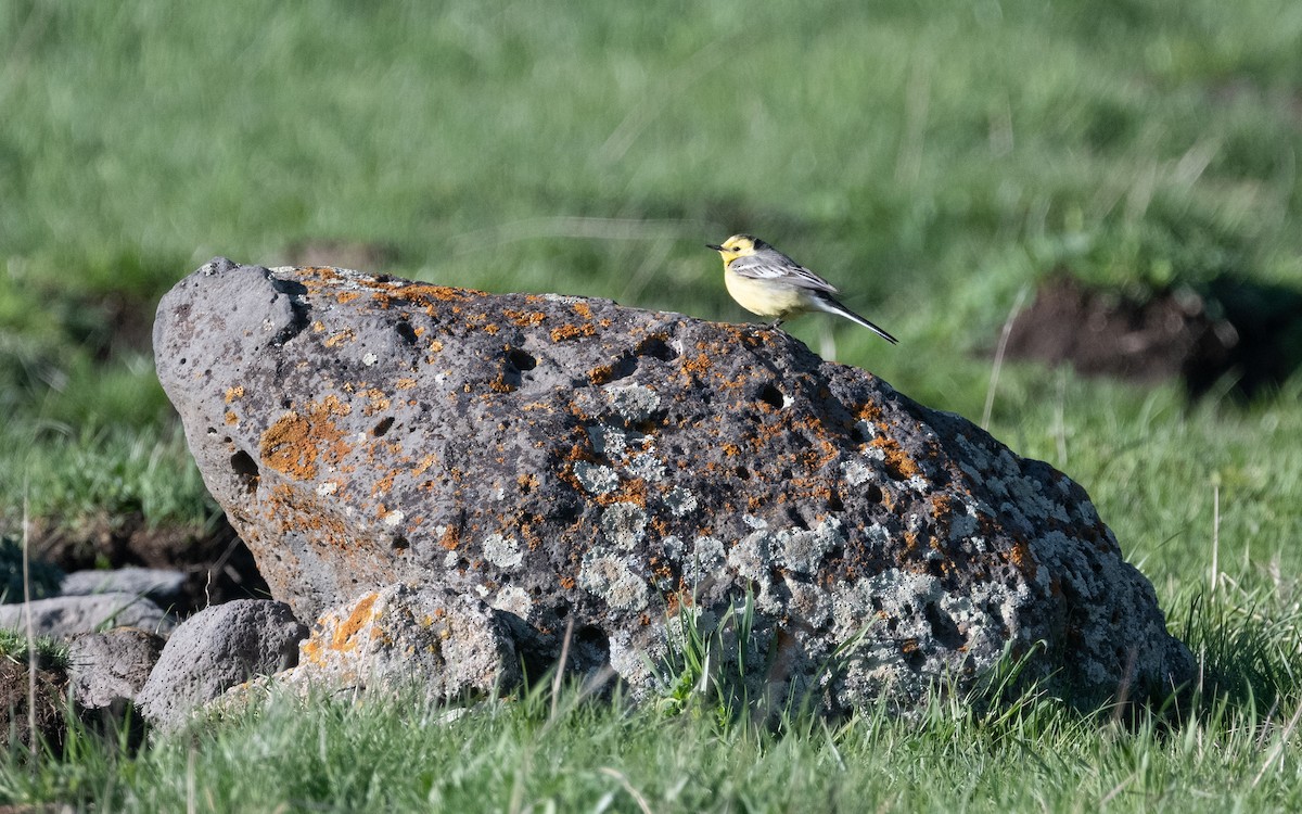 Citrine Wagtail - ML621459880