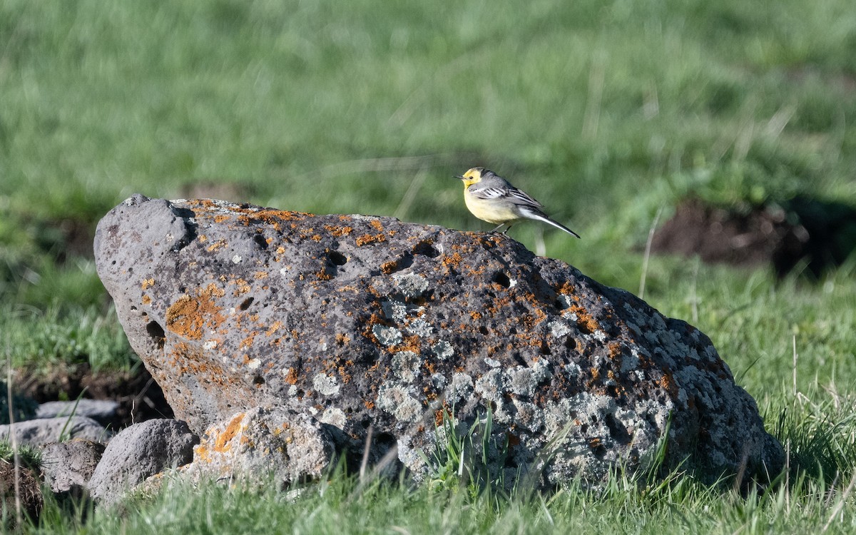 Citrine Wagtail - ML621459881