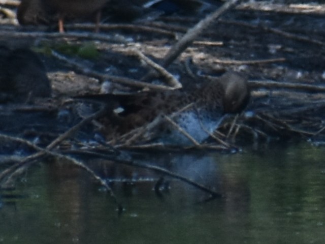 Gadwall - ML621459890