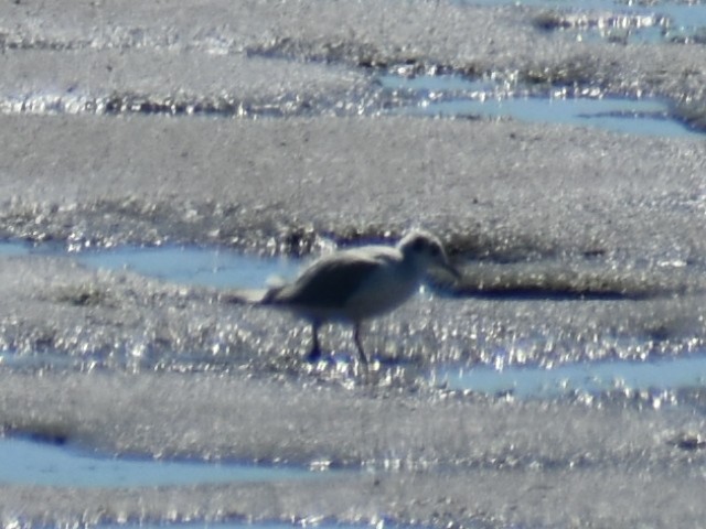 Bonaparte's Gull - ML621459891