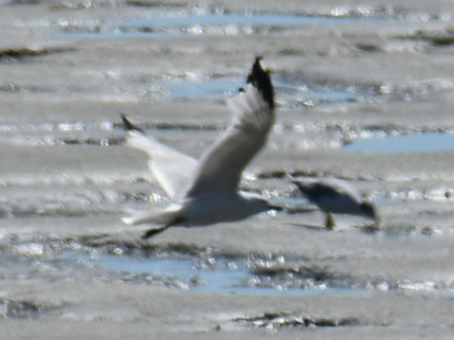 Ring-billed Gull - ML621459895