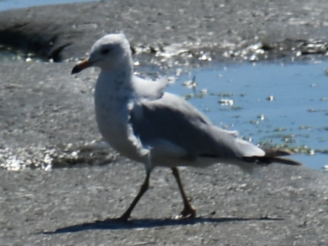 Ring-billed Gull - ML621459896