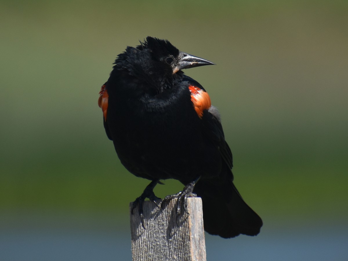 Red-winged Blackbird - ML621459915