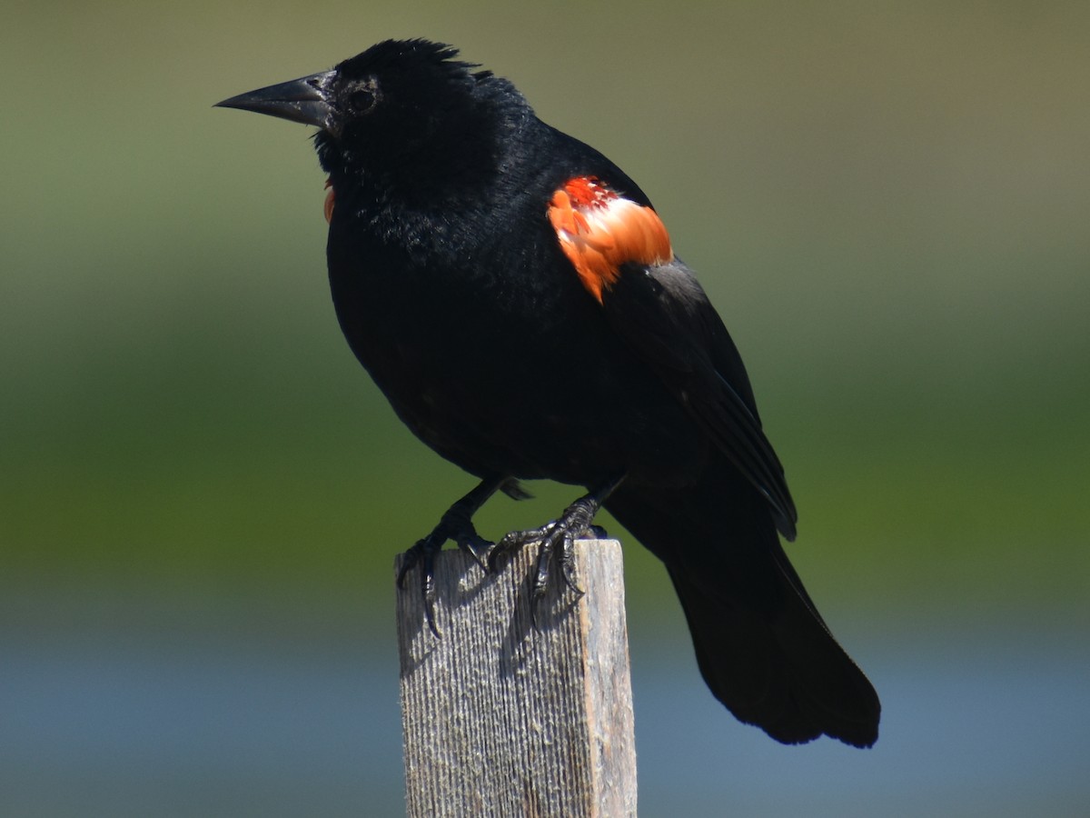 Red-winged Blackbird - ML621459916