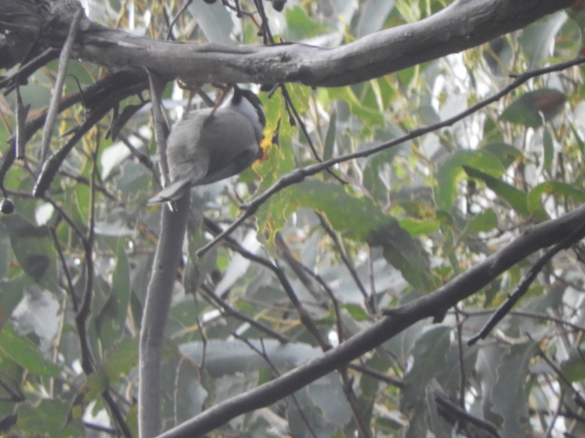 Strong-billed Honeyeater - Charles Silveira